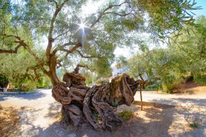 Oldest,Olive,Tree,In,Zakynthos.,2000,Year,Old,Olive,Tree
